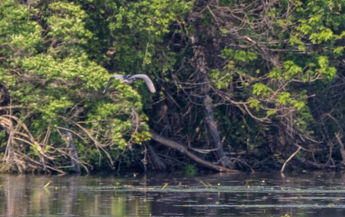 Black-crowned Night Heron - Matt M.