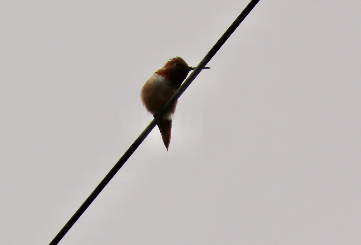 Rufous/Allen's Hummingbird - ML619509882
