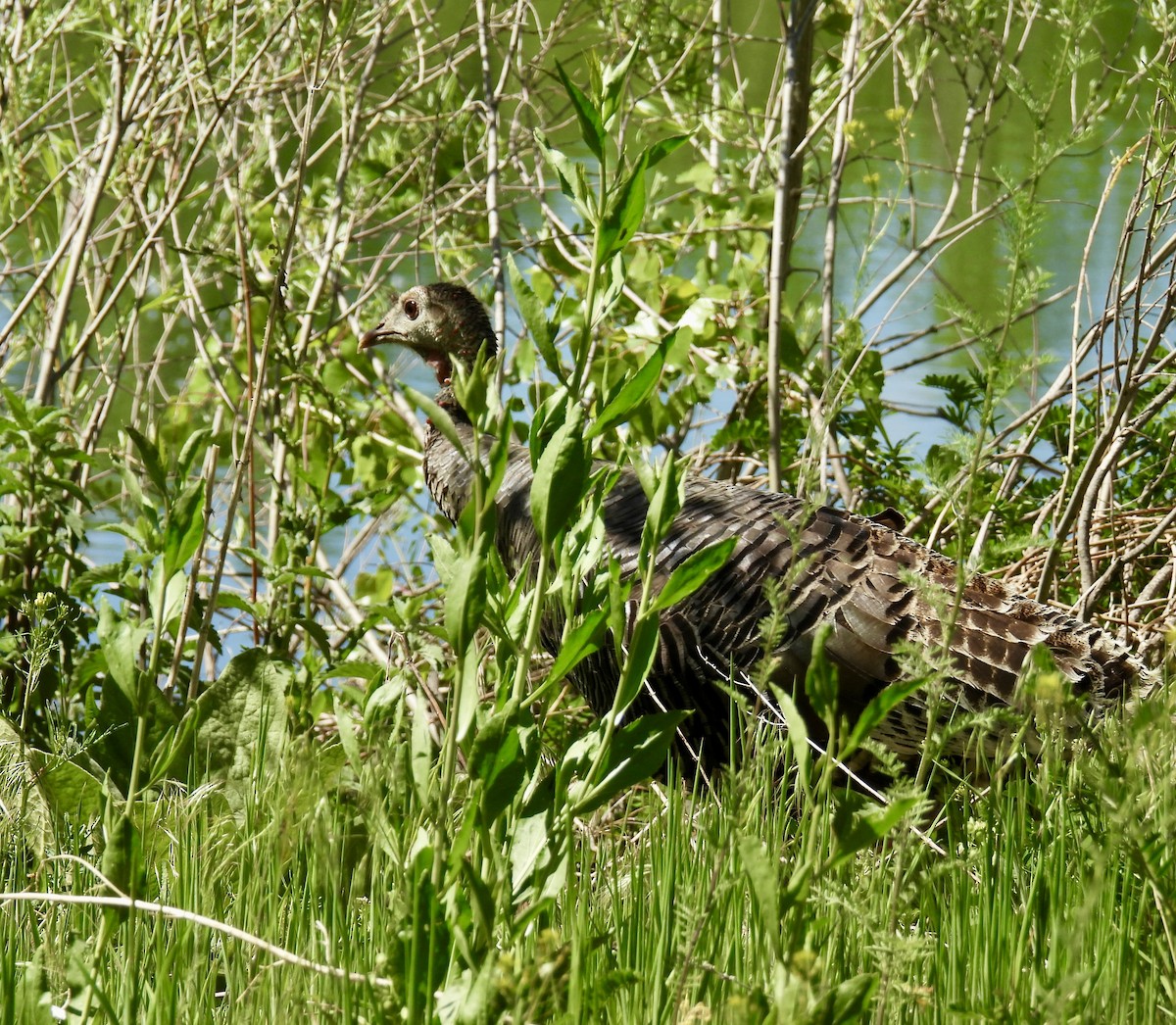 Wild Turkey - Susan Ringoen