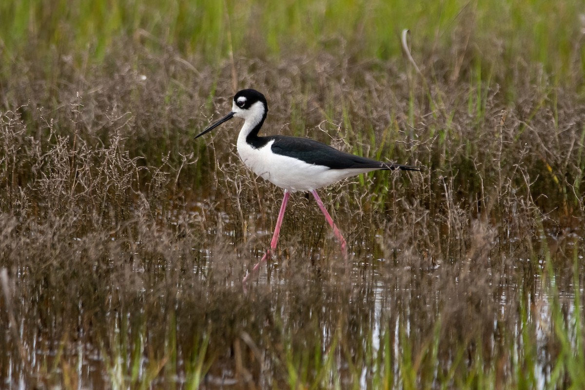 Black-necked Stilt - ML619509889