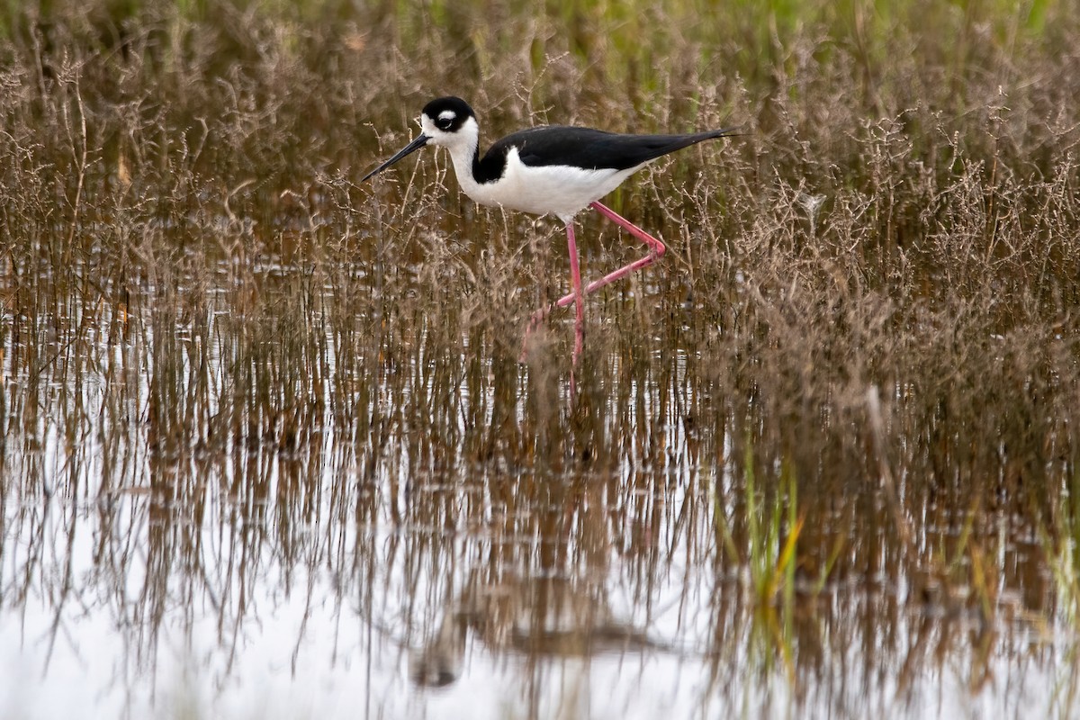 Black-necked Stilt - Karen Hardy