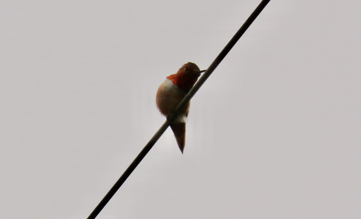 Rufous/Allen's Hummingbird - Petra Clayton