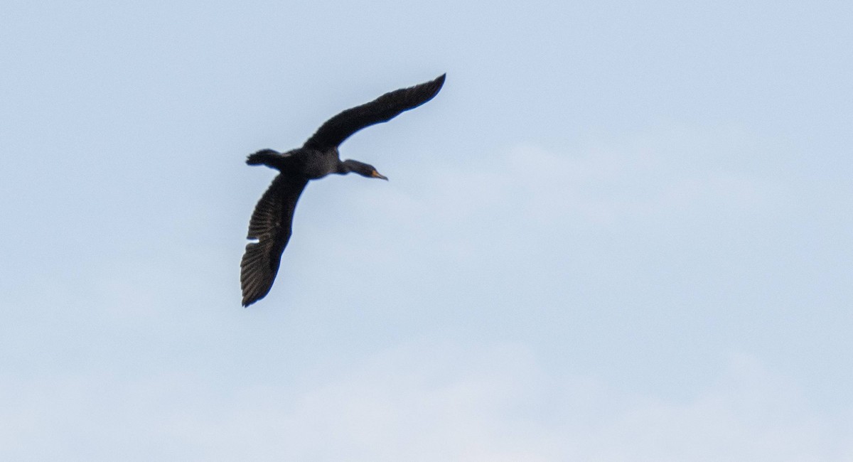 Double-crested Cormorant - Matt M.