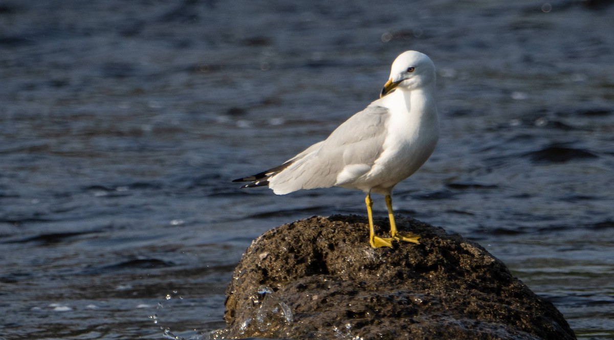 Ring-billed Gull - Matt M.