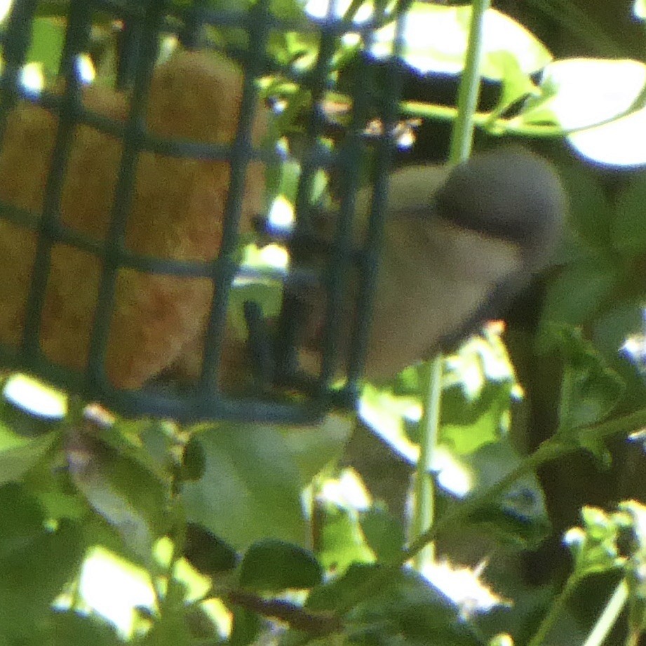 Pygmy Nuthatch - Anonymous