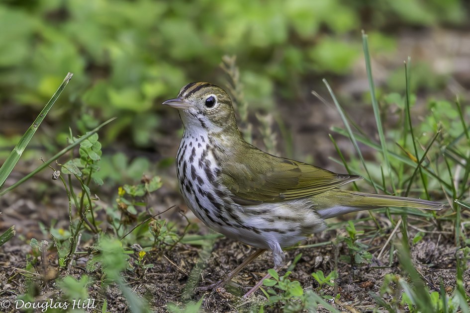 Ovenbird - Douglas Hill