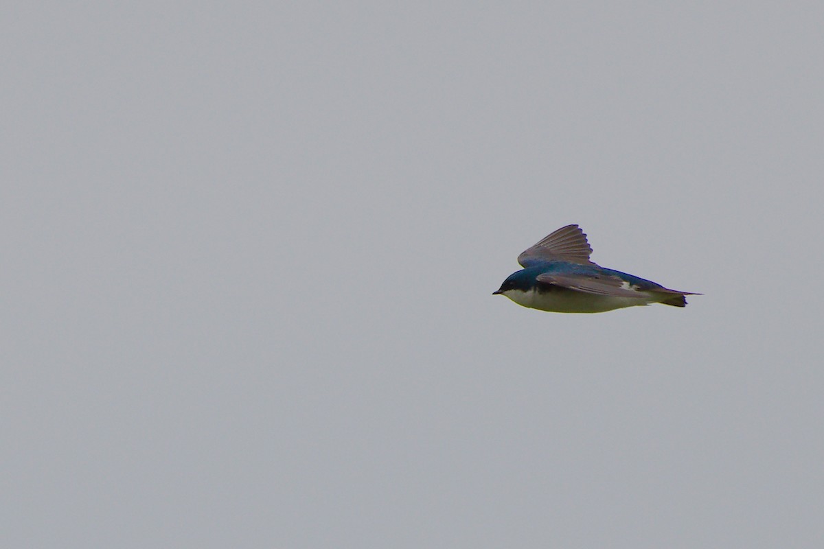 Tree Swallow - Rick Beaudon