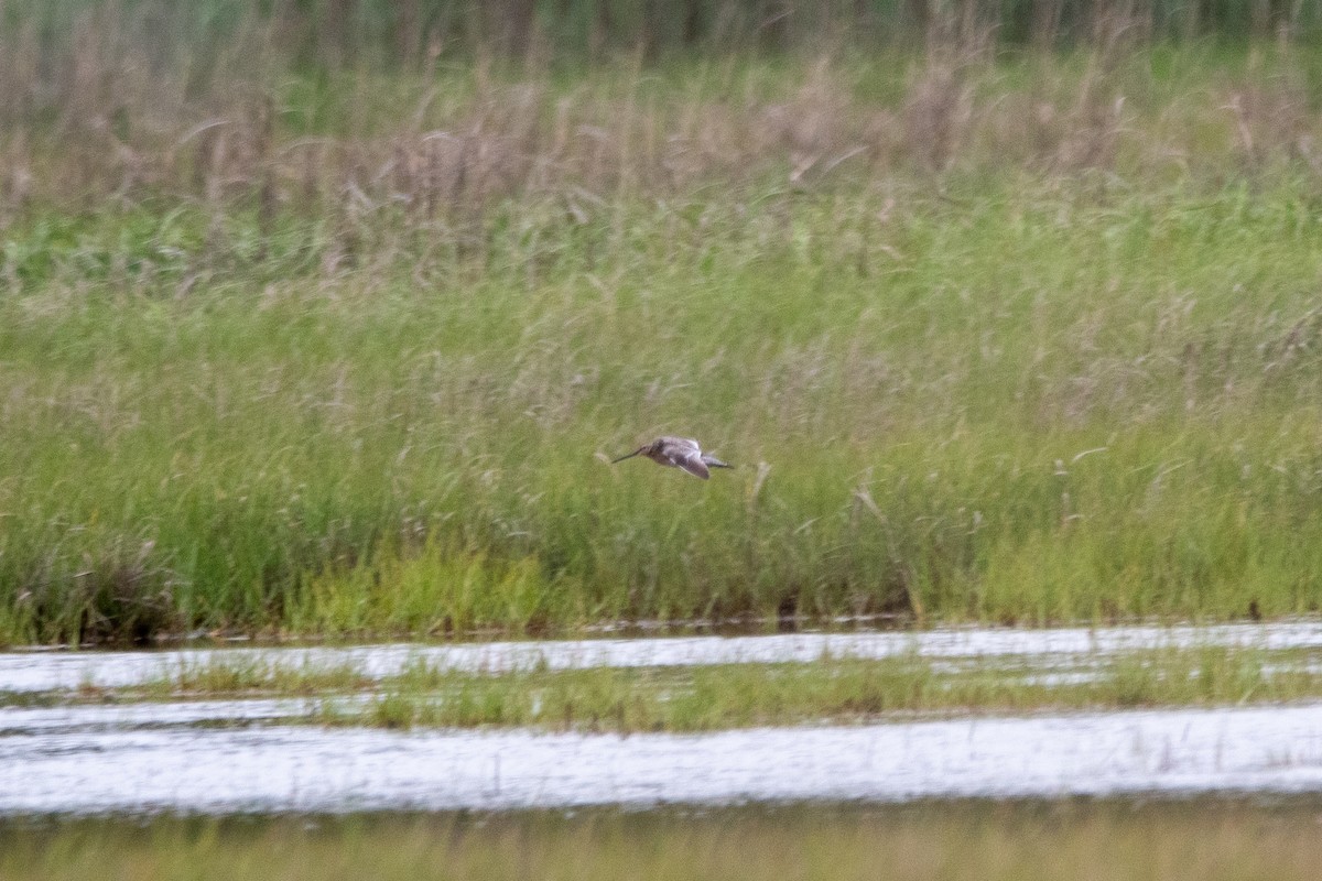 Short-billed Dowitcher - Karen Hardy