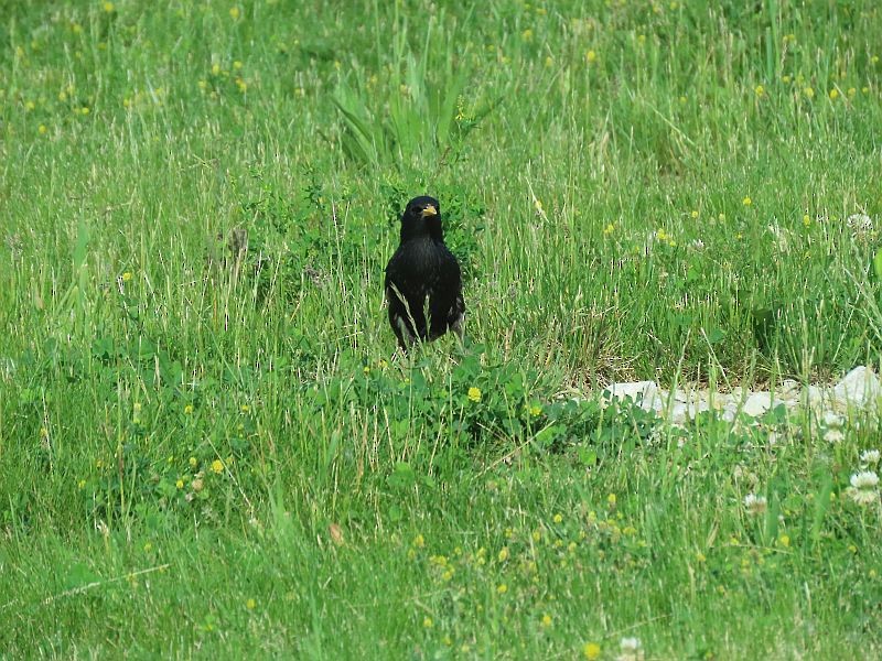 European Starling - Tracy The Birder