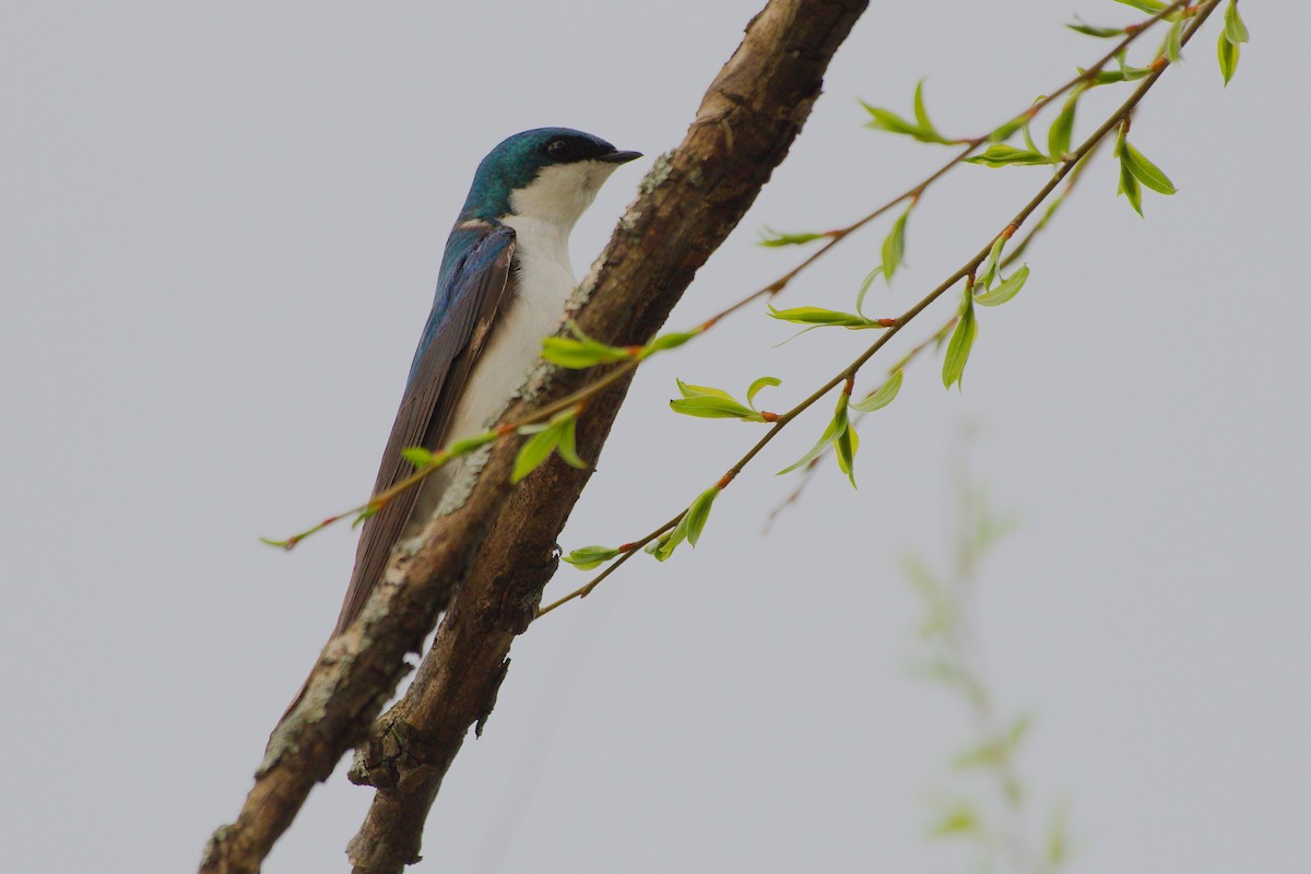 Tree Swallow - Rick Beaudon