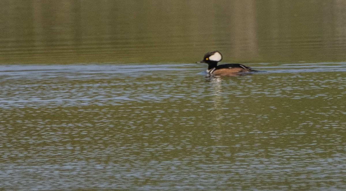 Hooded Merganser - Matt M.