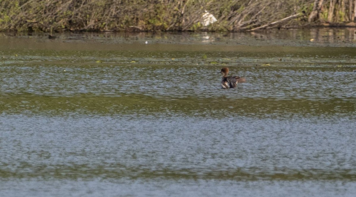 Hooded Merganser - ML619509913