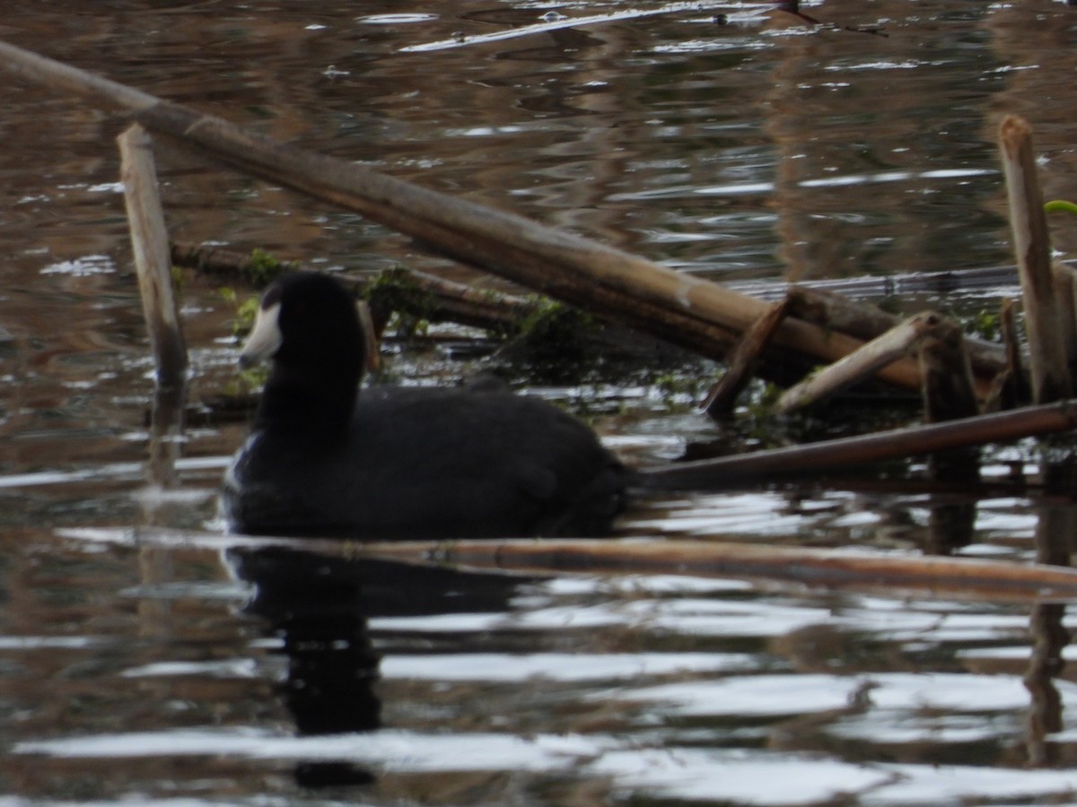 American Coot - Gerard Nachtegaele