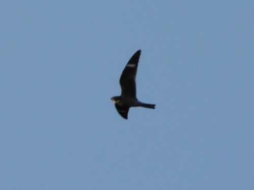 Common Nighthawk - Cliff Dekdebrun