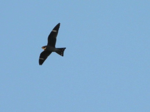 Common Nighthawk - Cliff Dekdebrun