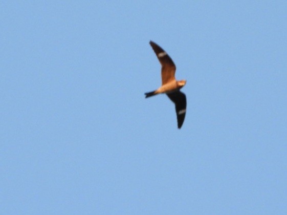 Common Nighthawk - Cliff Dekdebrun