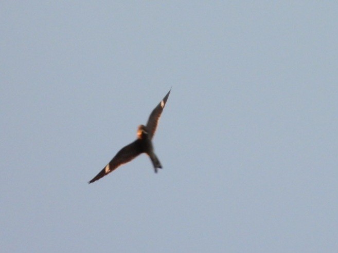 Common Nighthawk - Cliff Dekdebrun