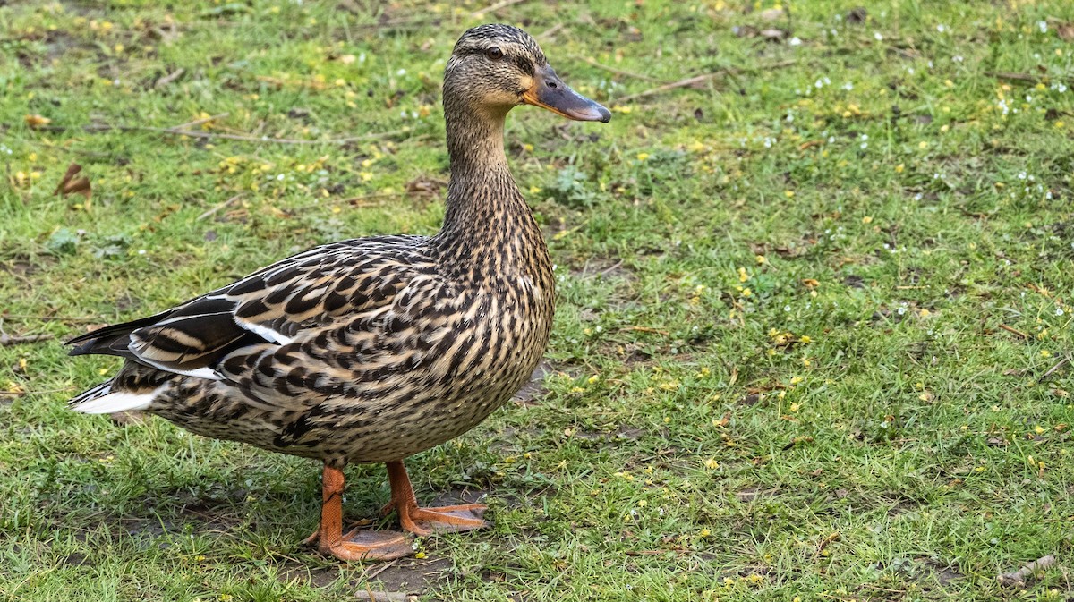 Mallard - Matt M.