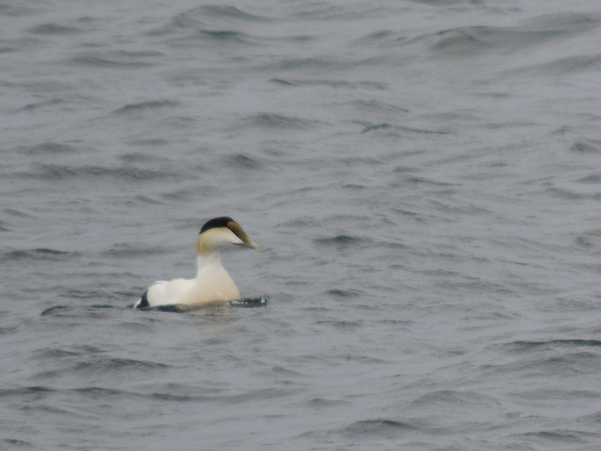 Common Eider - Glenn Knoblock