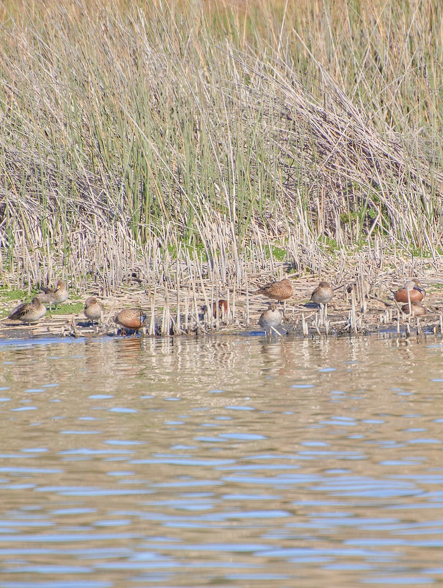 Yellow-billed Teal - Angélica  Abarca