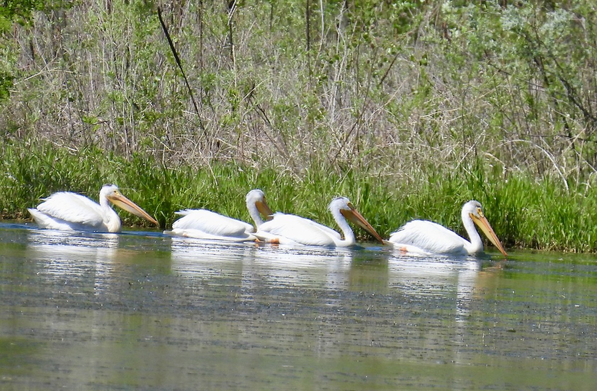 American White Pelican - Susan Ringoen