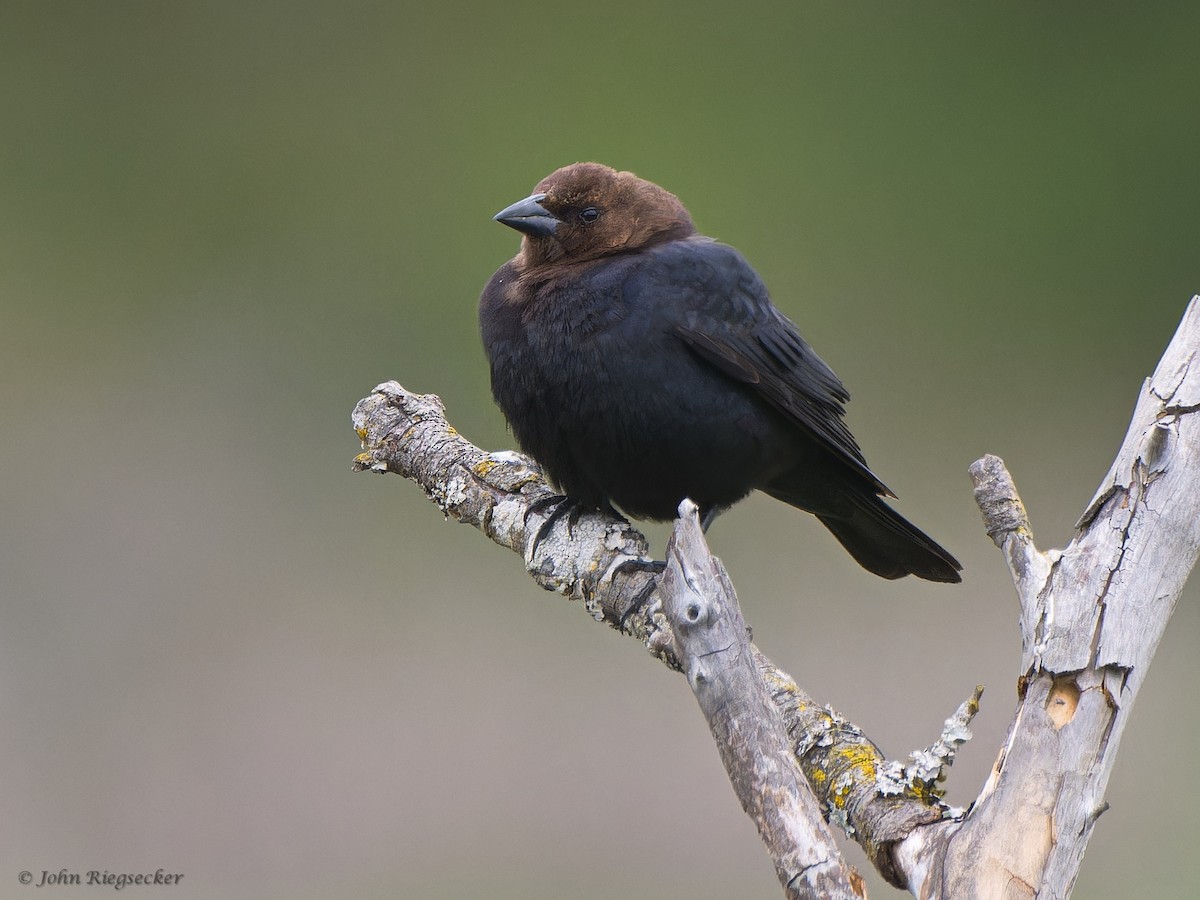 Brown-headed Cowbird - John Riegsecker