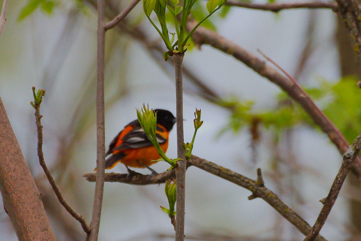 Baltimore Oriole - Rick Beaudon