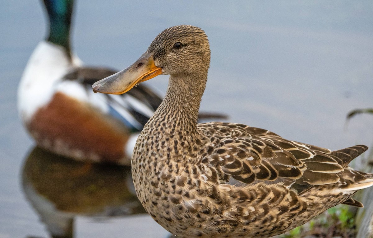 Northern Shoveler - Matt M.