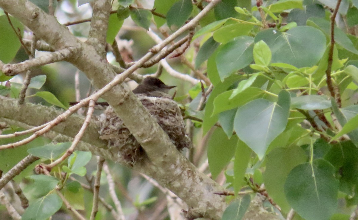 Western Wood-Pewee - Petra Clayton