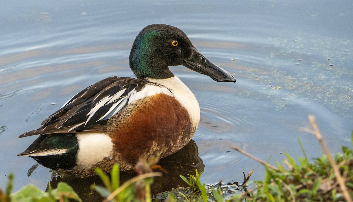 Northern Shoveler - Matt M.