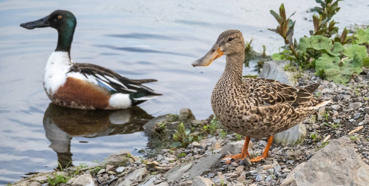 Northern Shoveler - Matt M.