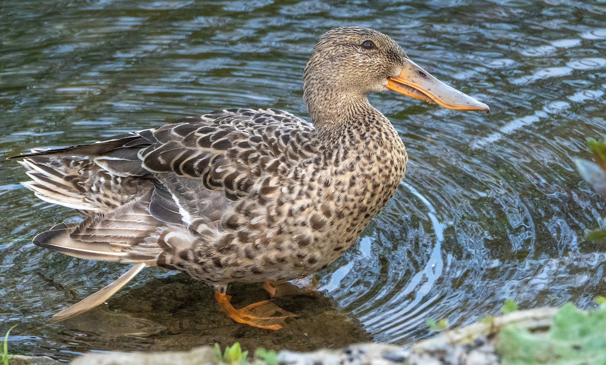 Northern Shoveler - Matt M.