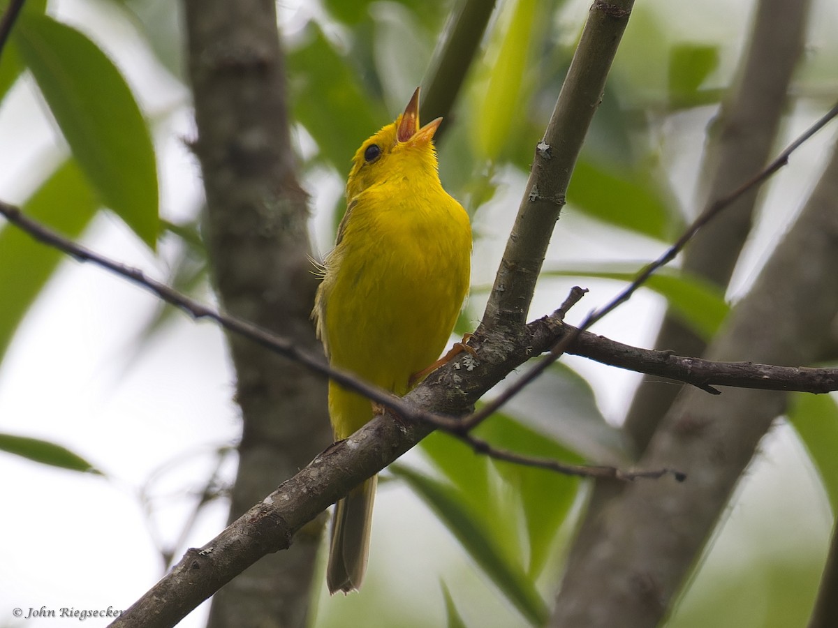 Wilson's Warbler - John Riegsecker