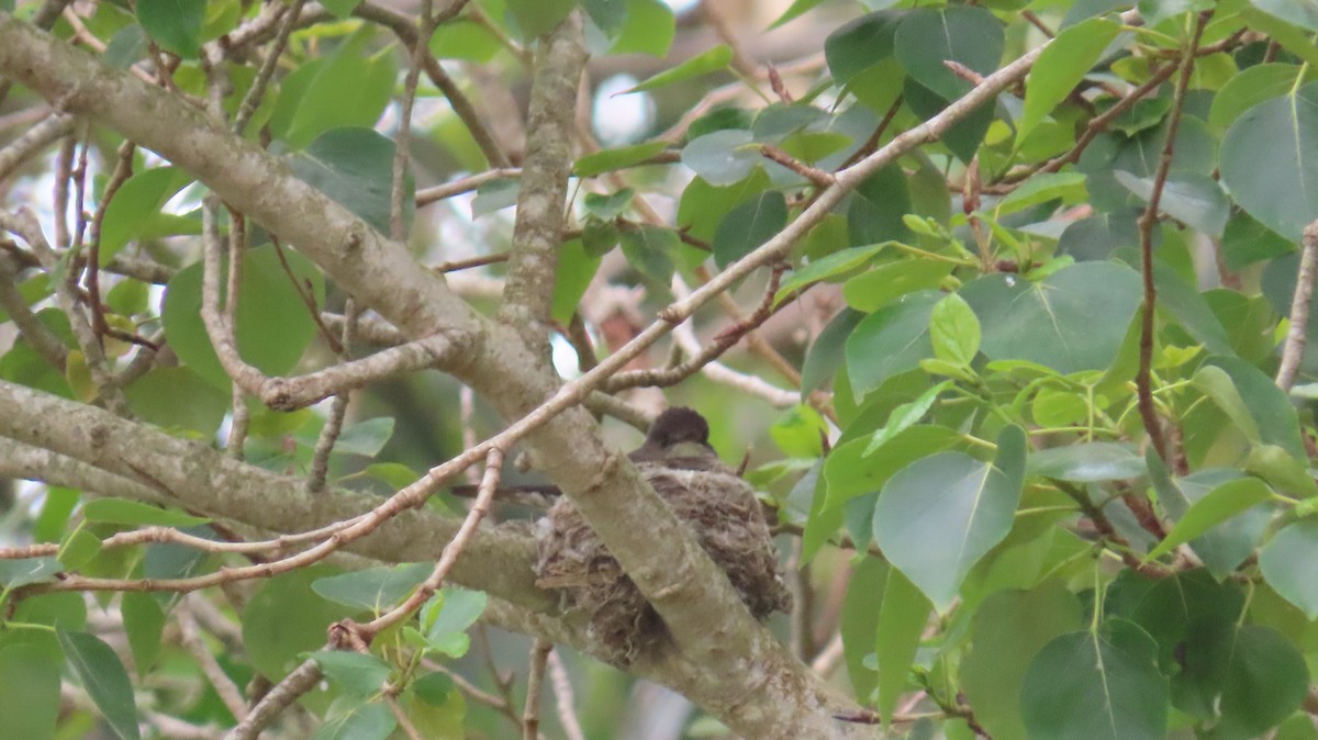 Western Wood-Pewee - Petra Clayton