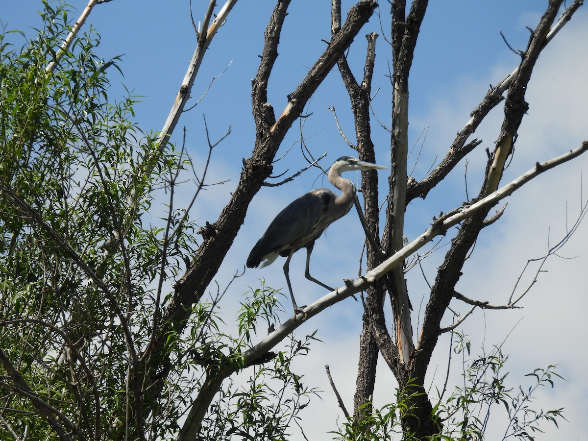 Great Blue Heron - Susan Ringoen