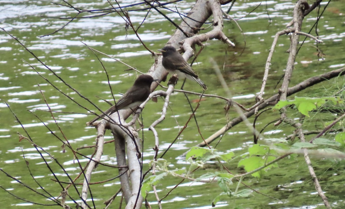 Black Phoebe - Petra Clayton