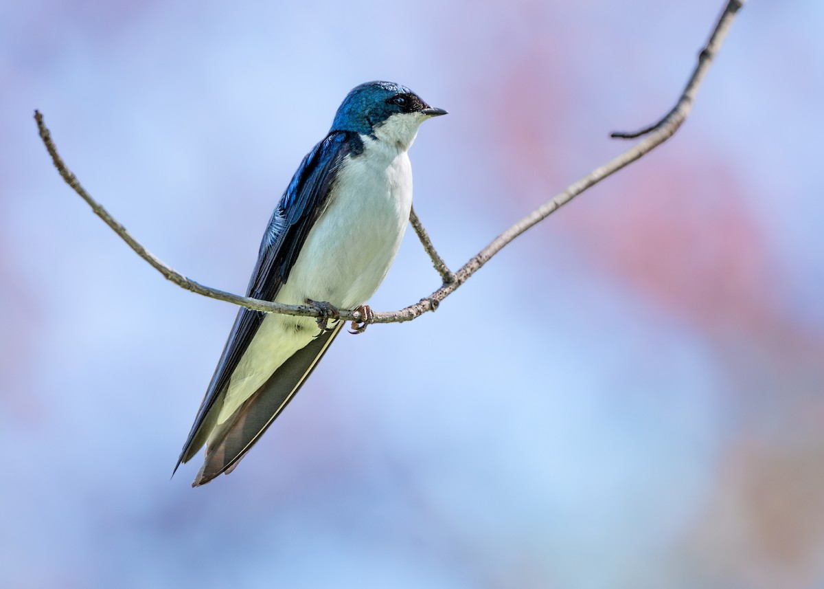 Tree Swallow - Dori Eldridge