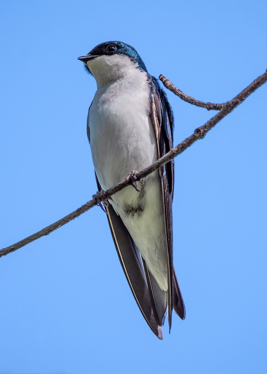 Tree Swallow - Dori Eldridge