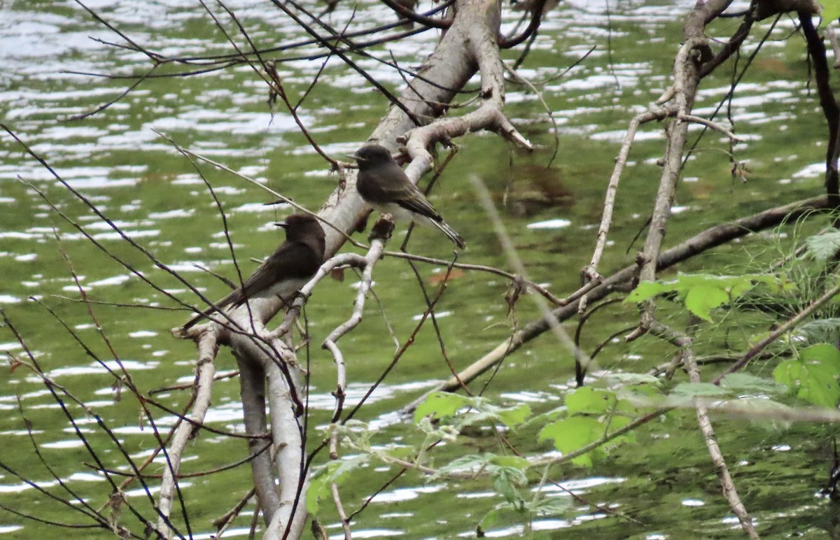 Black Phoebe - Petra Clayton