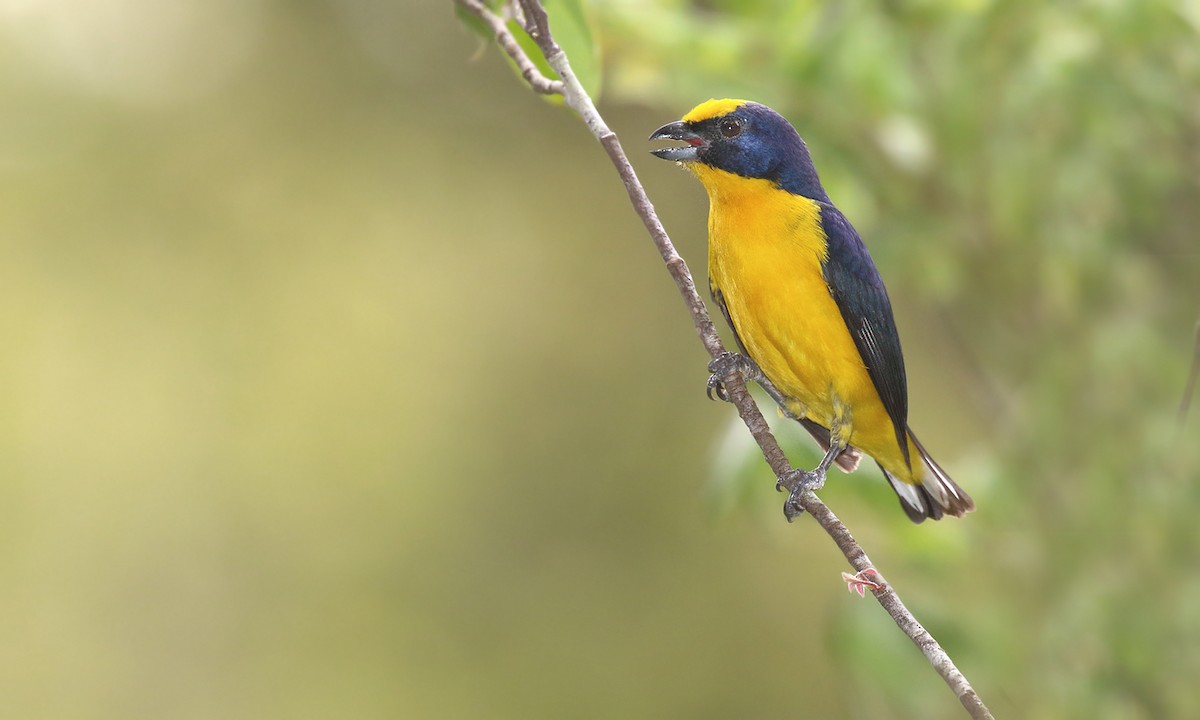 Thick-billed Euphonia - Adrián Braidotti