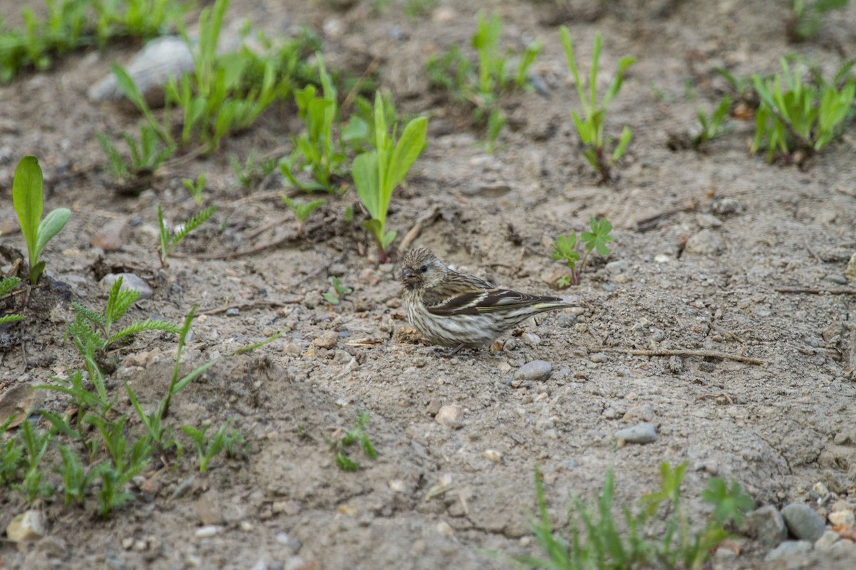 Pine Siskin - Andres Leon-Reyes