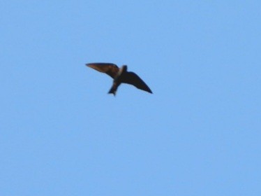 Purple Martin - Cliff Dekdebrun