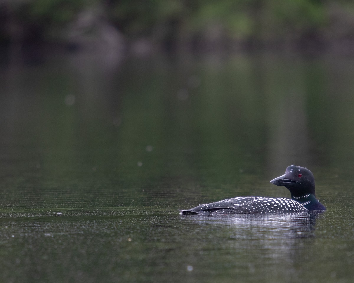 Common Loon - Carly Philpott