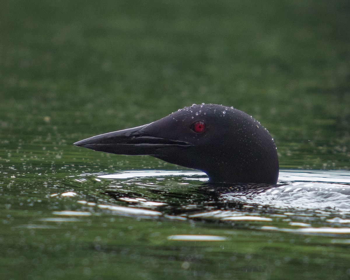 Common Loon - Carly Philpott