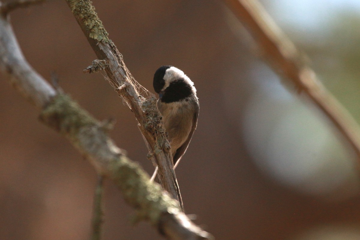 Mexican Chickadee - Jesse Pline