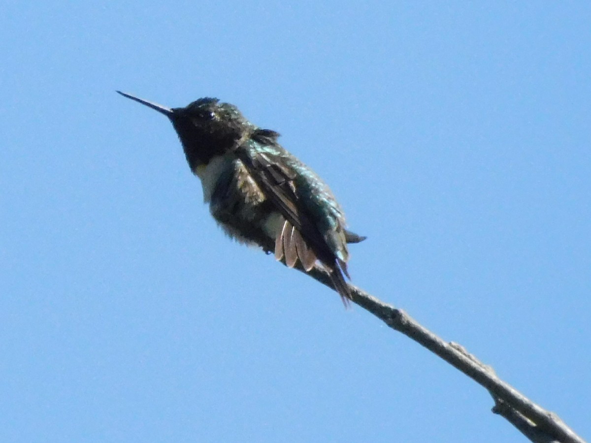 Ruby-throated Hummingbird - Meg Glines