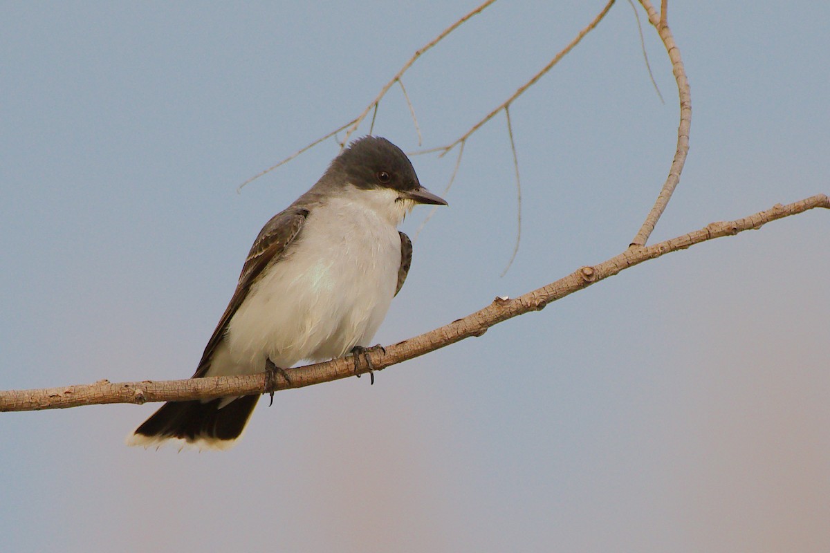 Eastern Kingbird - Rick Beaudon