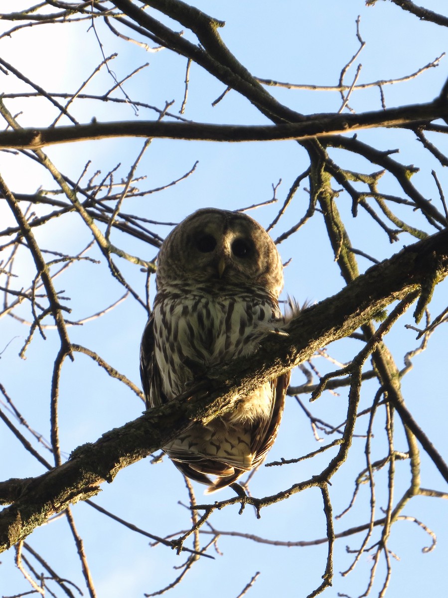 Barred Owl - Chris Anderson
