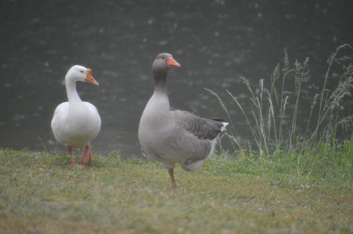 Graylag Goose (Domestic type) - Corinna Rostrom