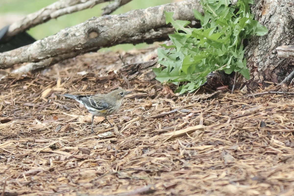 Yellow-rumped Warbler - Peyton Stone